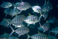 Carangoides ferdau (Blue Trevally)