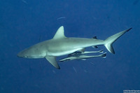 Carcharhinus amblyrhynchos (Gray Reef Shark)