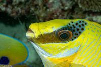Siganus puellus (Masked Rabbitfish)