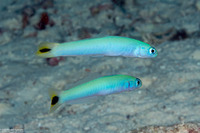 Ptereleotris heteroptera (Spottail Dartfish)