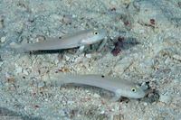 Valenciennea sexguttata (Sixspot Goby)