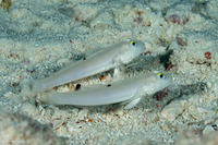 Valenciennea sexguttata (Sixspot Goby)