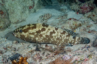 Epinephelus polyphekadion (Camouflage Grouper)
