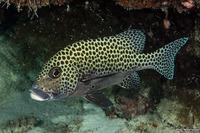 Plectorhinchus chaetodonoides (Many-Spotted Sweetlips)
