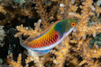 Cirrhilabrus cyanopleura (Bluesided Fairy Wrasse)
