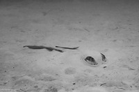 Pastinachus sephen (Cowtail Stingray)