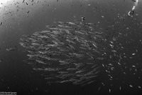 Sphyraena qenie (Blackfin Barracuda)