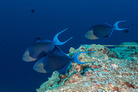 Odonus niger (Redtooth Triggerfish)
