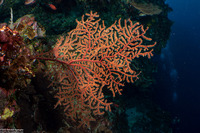 Astrogorgia sp.1 (Astrogorgia sp.1)