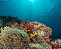 Amphiprion chrysopterus (Orangefin Anemonefish)