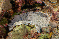 Mycedium elephantotus (Green Eyed Cup Coral)