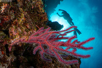 Menella sp.1 (Menella sp.1)