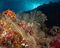 Taxella gracilicaulis (Taxella Gracilicaulis)