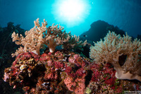 Litophyton arboreum (Litophyton Arboreum)