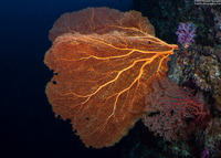 Annella mollis (Giant Sea Fan)