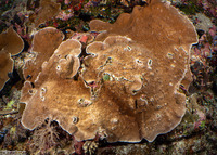 Pachyseris gemmae (Gemma's Coral)