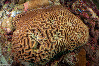 Lobophyllia radians (Lobophyllia Radians)