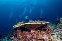 Acropora cytherea (Table Coral)