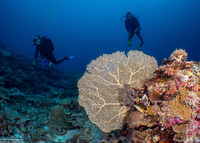 Annella mollis (Giant Sea Fan)