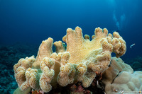 Sarcophyton trocheliophorum (Elephant Ear Coral)
