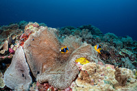 Stichodactyla mertensii (Merten's Carpet Anemone)