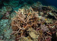 Acropora muricata (Common Staghorn Coral)