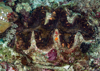 Tridacna gigas (Giant Clam)