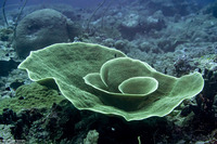 Turbinaria sp.1 (Turbinaria sp.1)