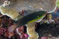 Anampses twistii (Yellow-Breasted Wrasse)