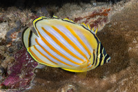 Chaetodon ornatissimus (Ornate Butterflyfish)