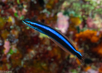 Plagiotremus rhinorhynchos (Bluestriped Fangblenny)