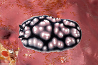 Phyllidiella pustulosa (Pustulose Phyllidia)