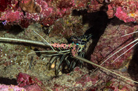 Panulirus versicolor (Painted Spiny Lobster)