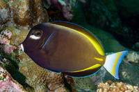 Acanthurus nigricans (Whitecheek Surgeonfish)
