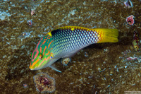Halichoeres hortulanus (Checkerboard Wrasse)