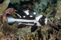 Macolor niger (Black Snapper)