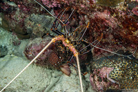 Panulirus versicolor (Painted Spiny Lobster)