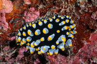 Phyllidia varicosa (Varicose Phyllidia)