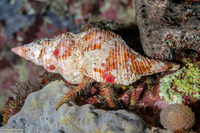 Aniculus retipes (Hairy Netted Hermit Crab)