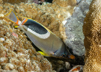 Chaetodon ephippium (Saddled Butterflyfish)