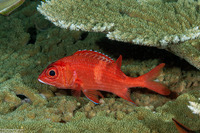 Sargocentron tiere (Bluestripe Squirrelfish)