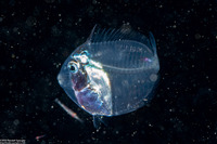 Acanthurus sp.1 (Larval Surgeonfish)