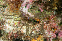 Gymnangium hians (Feather Hydroid)
