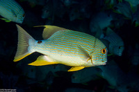 Symphorichthys spilurus (Sailfin Snapper)