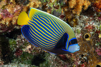 Pomacanthus imperator (Emperor Angelfish)