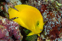 Centropyge heraldi (Yellow Pygmy Angelfish)