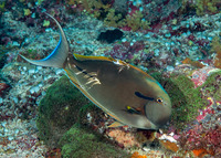 Acanthurus nigricauda (Blackstreak Surgeonfish)