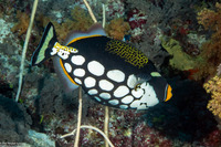 Balistoides conspicillum (Clown Triggerfish)