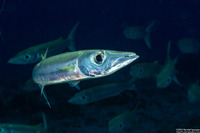 Sphyraena forsteri (Bigeye Barracuda)