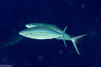 Elagatis bipinnulata (Rainbow Runner)